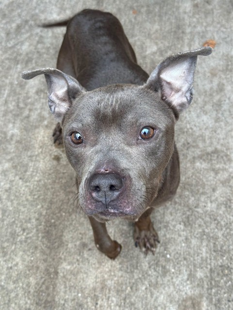 Bobbin available through Chicago Animal Care and Control