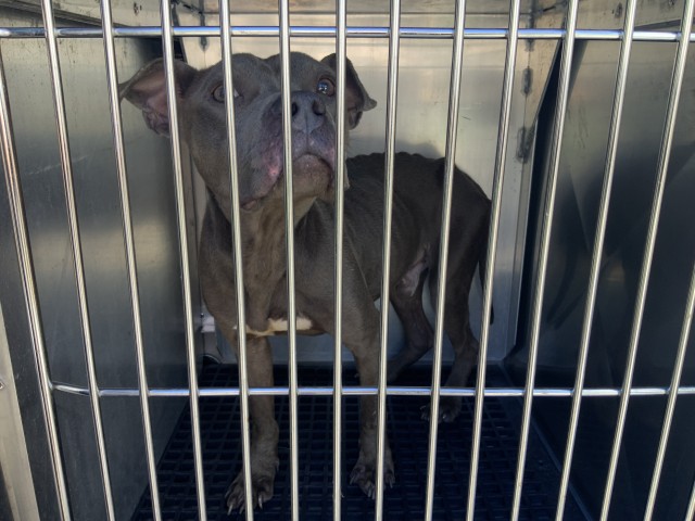 American Pit Bull Terrier at Chicago Animal Care and Control