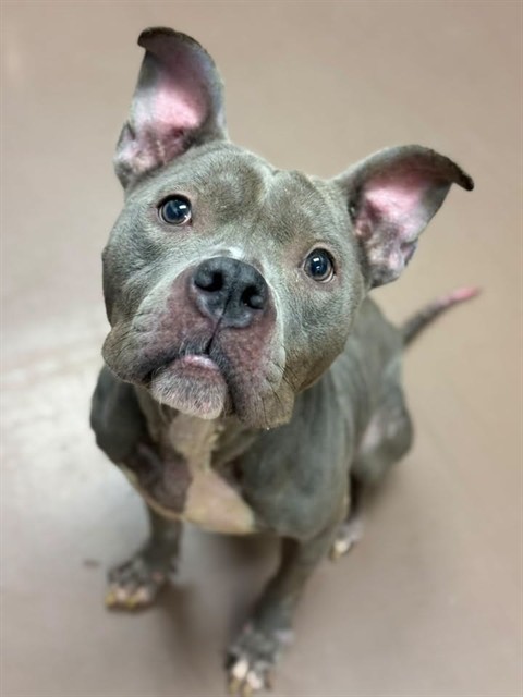 Ravine, adoptable American Pit Bull Terrier at Chicago Animal Care and Control