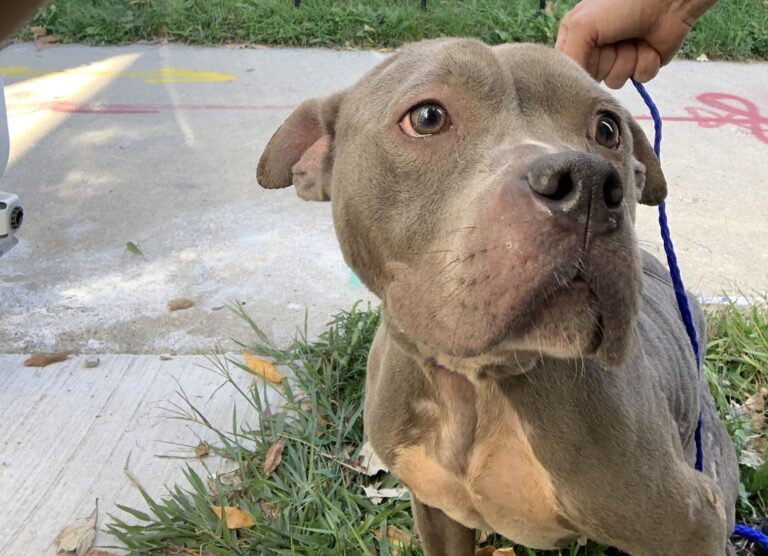 American Pit Bull Terrier at Chicago Animal Care and Control