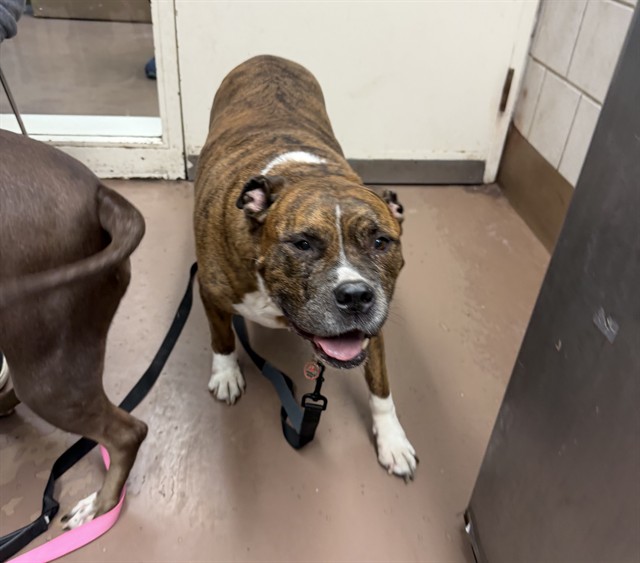 Gambit at Chicago Animal Care and Control