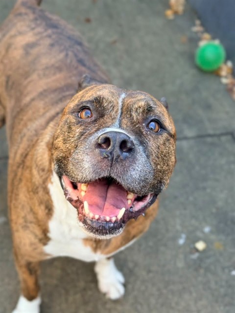 Gambit, adoptable American Pit Bull Terrier at Chicago Animal Care and Control