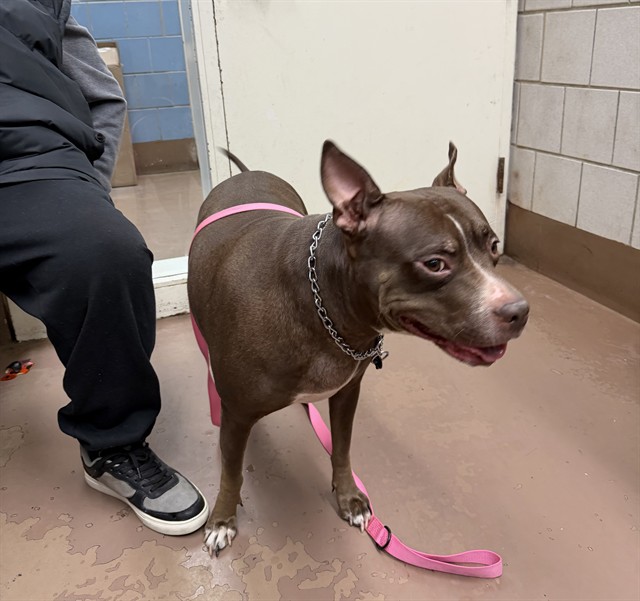 Loca at Chicago Animal Care and Control