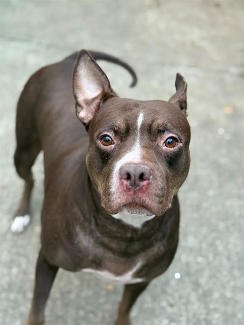 Miss Piggy, adoptable American Pit Bull Terrier at Chicago Animal Care and Control