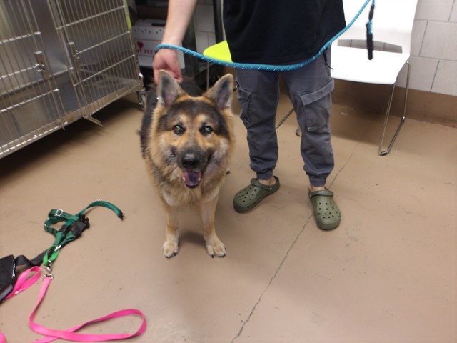 German Shepherd Dog at Chicago Animal Care and Control
