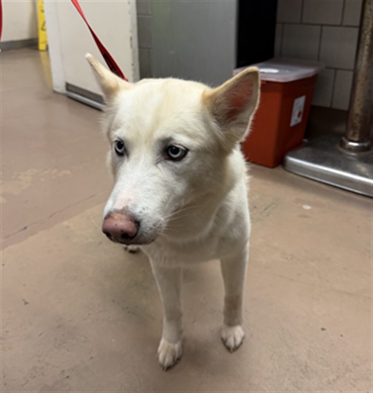 Siberian Husky at Chicago Animal Care and Control