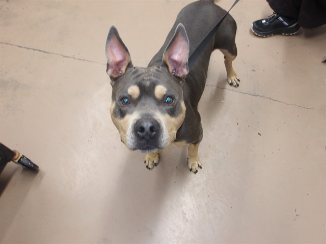 American Staffordshire Terrier at Chicago Animal Care and Control