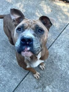 Marlena, adoptable American Pit Bull Terrier at Chicago Animal Care and Control