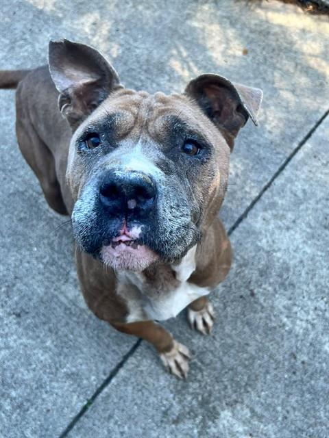 Marlena at Chicago Animal Care and Control