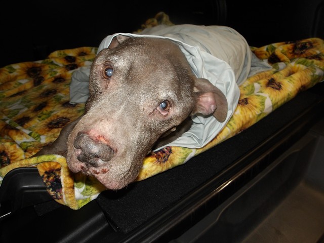 American Pit Bull Terrier at Chicago Animal Care and Control
