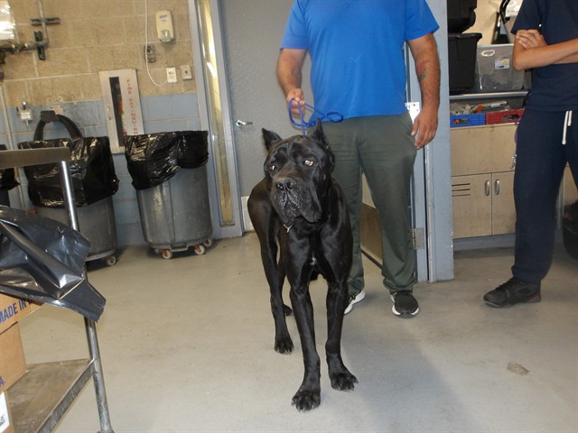 Cane Corso at Chicago Animal Care and Control