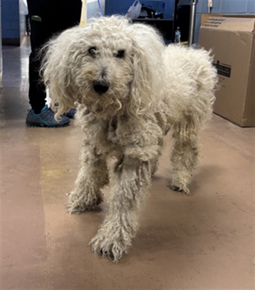 Poodle at Chicago Animal Care and Control