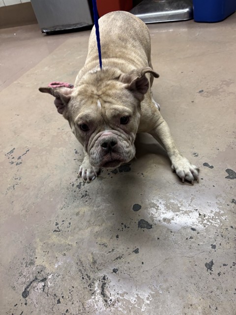 Bulldog at Chicago Animal Care and Control