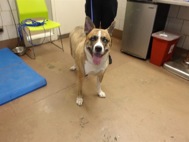 Dog A322664 at Chicago Animal Care and Control