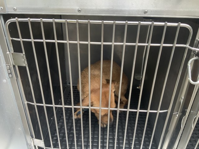 Dog A322667 at Chicago Animal Care and Control