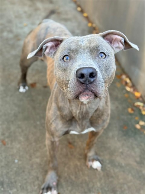 Green Chile, adoptable American Pit Bull Terrier at Chicago Animal Care and Control