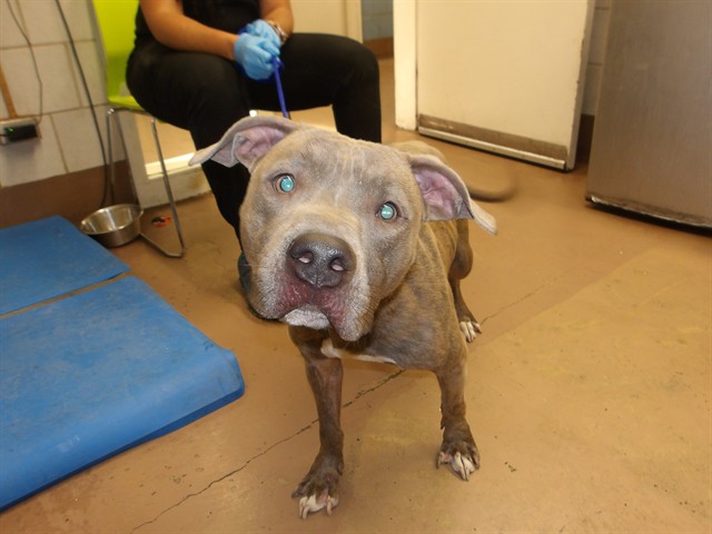 American Pit Bull Terrier at Chicago Animal Care and Control