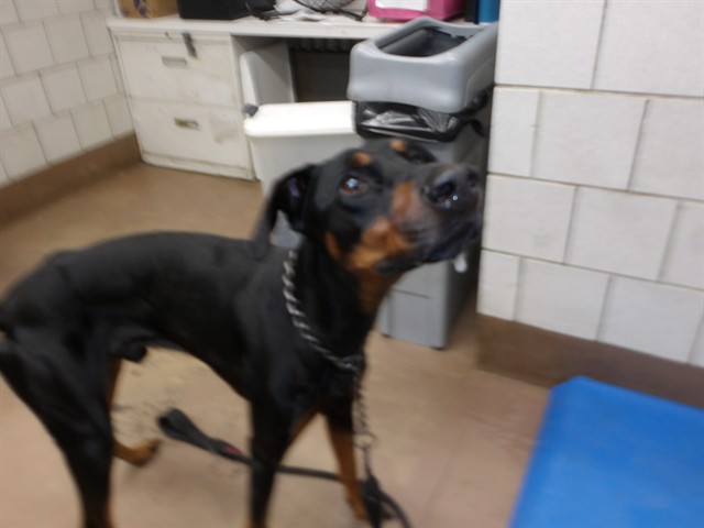 Doberman Pinscher at Chicago Animal Care and Control