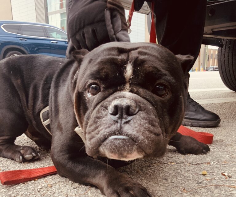Clarence at Chicago Animal Care and Control
