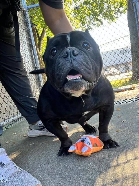 Morty, adoptable Bulldog at Chicago Animal Care and Control