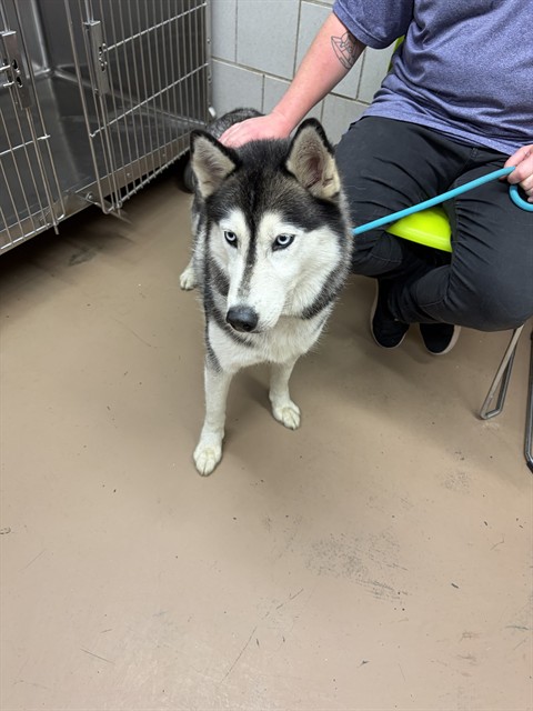 Siberian Husky at Chicago Animal Care and Control