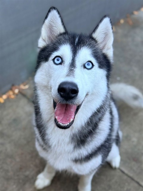 Bara, adoptable Siberian Husky at Chicago Animal Care and Control