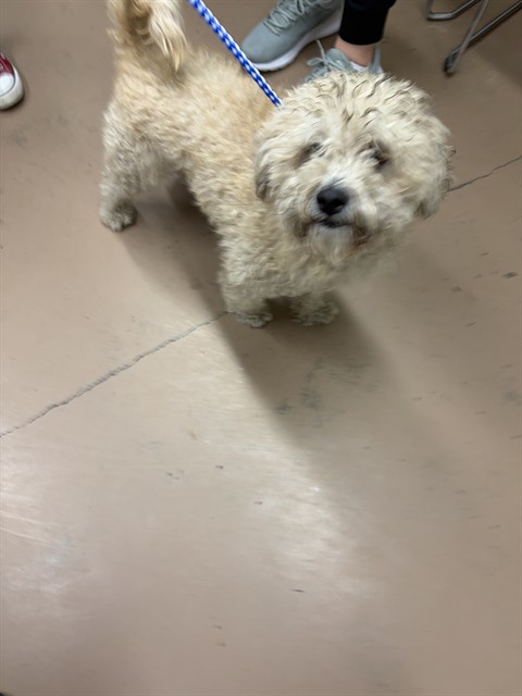 Toby at Chicago Animal Care and Control