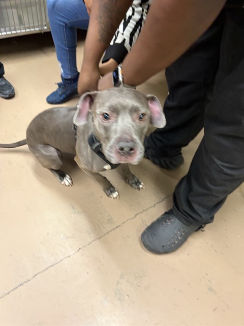Livie at Chicago Animal Care and Control