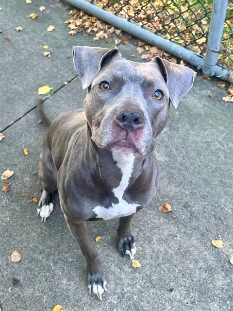 Livie, adoptable American Pit Bull Terrier at Chicago Animal Care and Control