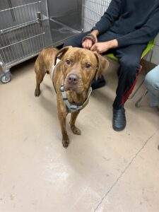Roscoe, adoptable Bullmastiff at Chicago Animal Care and Control