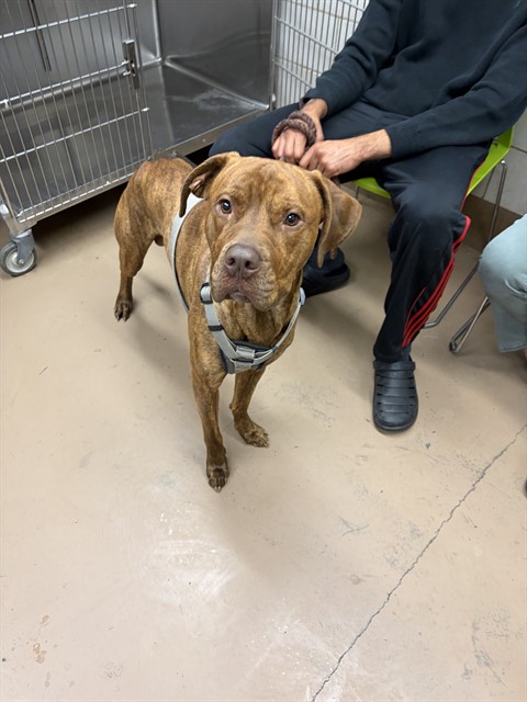 Roscoe at Chicago Animal Care and Control