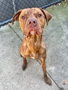 Roscoe, adoptable Bullmastiff at Chicago Animal Care and Control