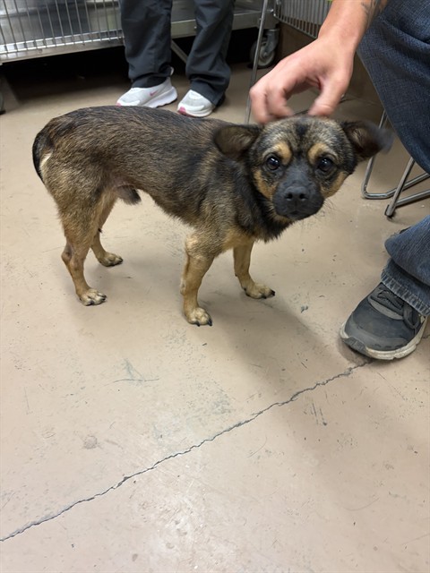 Pug at Chicago Animal Care and Control