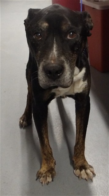 American Bulldog / Bulldog at Chicago Animal Care and Control