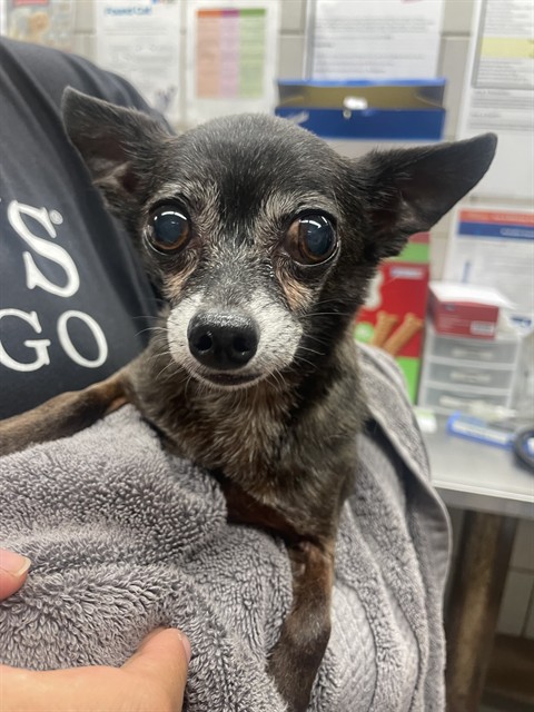 Chihuahua at Chicago Animal Care and Control