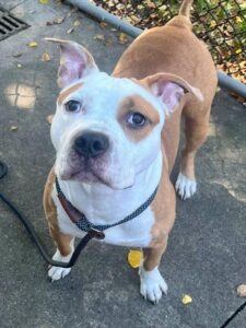 Tobey, adoptable American Pit Bull Terrier at Chicago Animal Care and Control