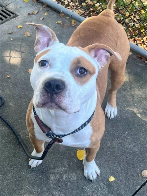 Tobey at Chicago Animal Care and Control — photo 1