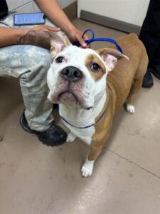 Tobey, adoptable American Pit Bull Terrier at Chicago Animal Care and Control