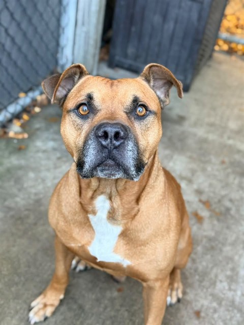Pac Man at Chicago Animal Care and Control