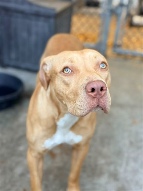 Egg Mcmuffin, adoptable American Pit Bull Terrier at Chicago Animal Care and Control