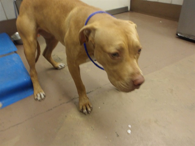 American Pit Bull Terrier at Chicago Animal Care and Control