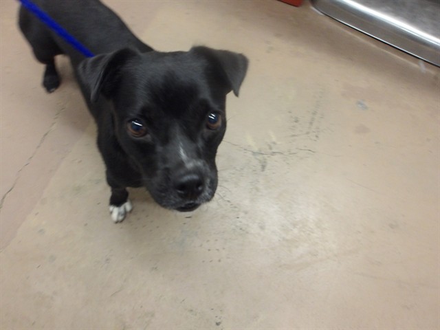 Pug at Chicago Animal Care and Control