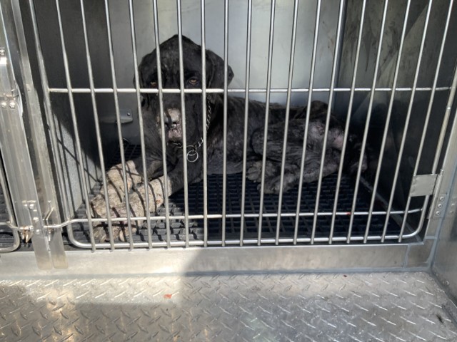Mastiff at Chicago Animal Care and Control