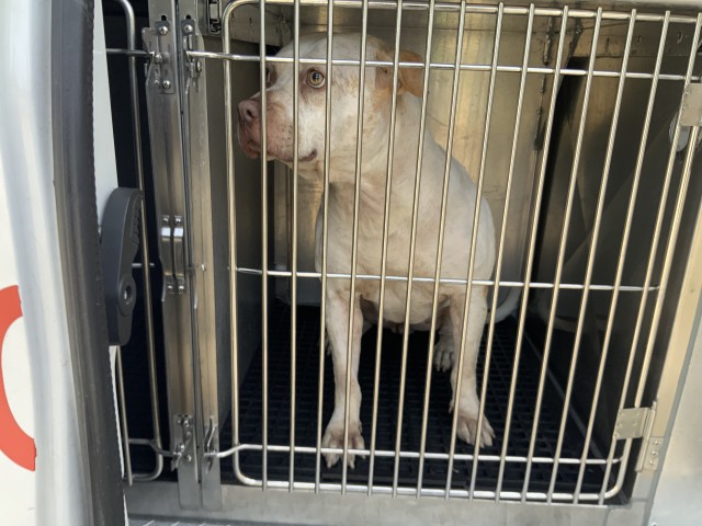 Delialah at Chicago Animal Care and Control