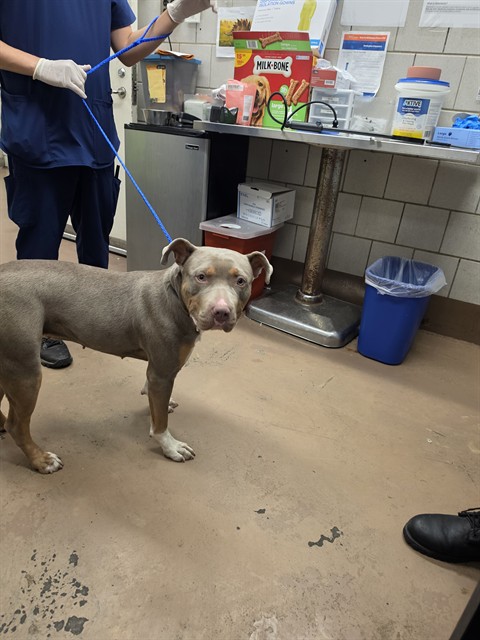 American Pit Bull Terrier at Chicago Animal Care and Control