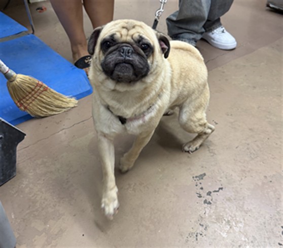 Pug at Chicago Animal Care and Control