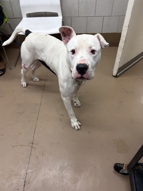 Stewart at Chicago Animal Care and Control