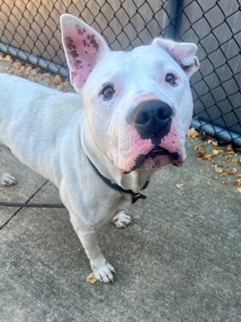 Stewart at Chicago Animal Care and Control — photo 1