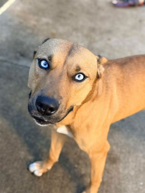 Aquafina, adoptable German Shepherd Dog at Chicago Animal Care and Control