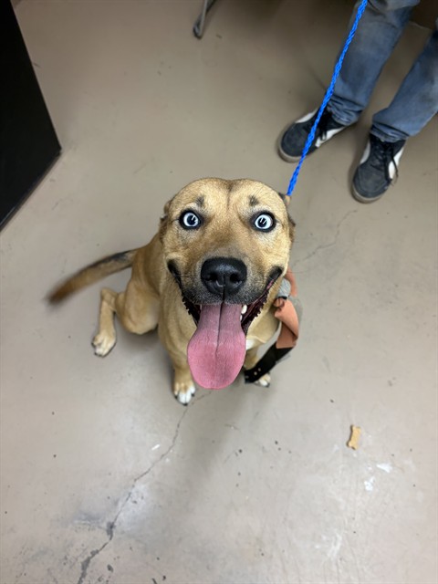 German Shepherd Dog at Chicago Animal Care and Control